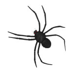 spindel-med-langa-ben-1